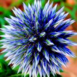 Globe Thistle ~ Vibrant violet blue with globe shaped flowers on long stemmed silvery blue foliage. Very striking as a cut flower and holds its blue color amazingly well after drying. Grows in any soil as long as it is well drained.